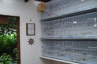 /album/criadouro-estrutura-e-passaros/canarios-de-cor-042-jpg/